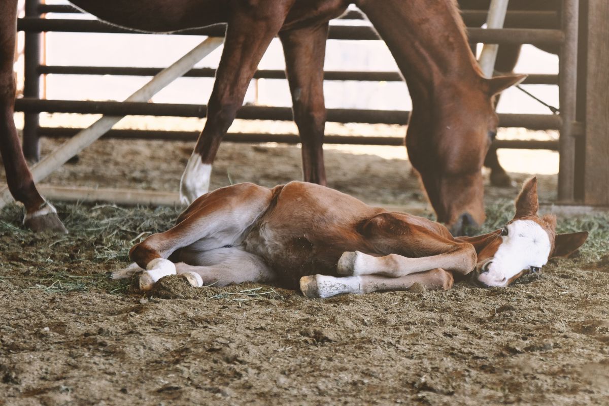 Sleepy baby horse
