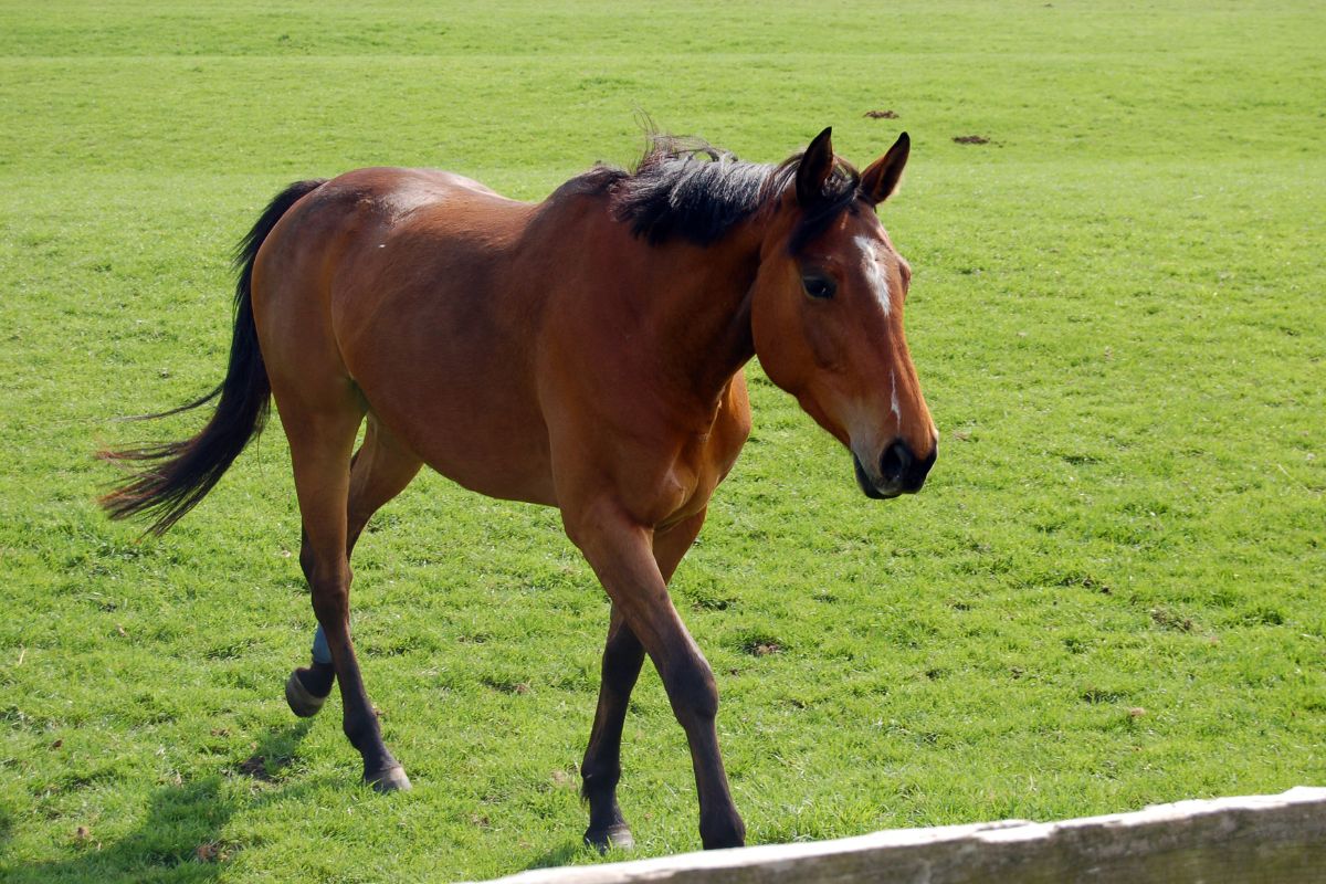 Young thoroughbred horse