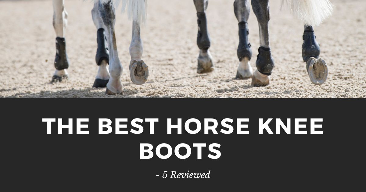 best horse knee boots