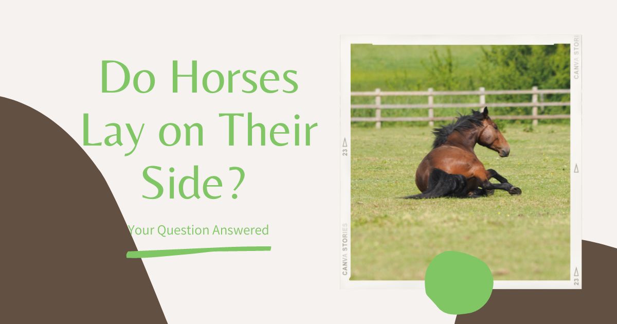 do horses lay on their side