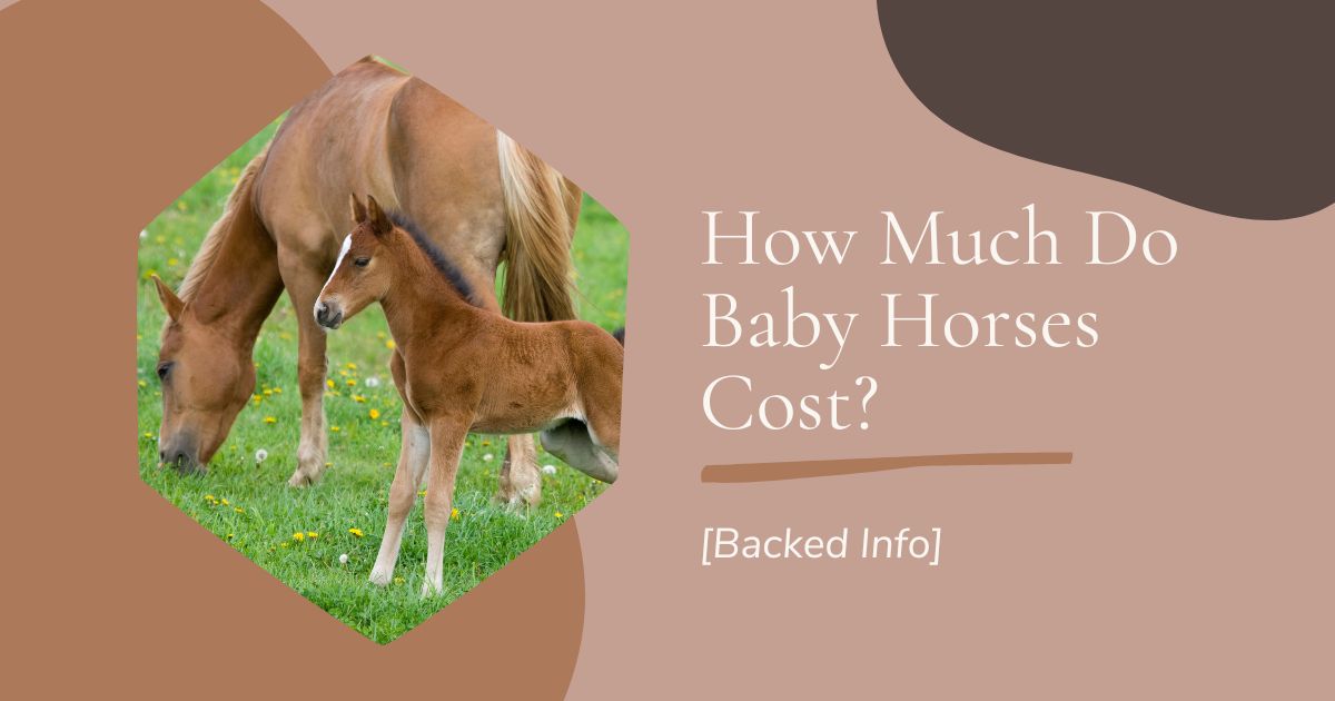 how much do baby horses cost