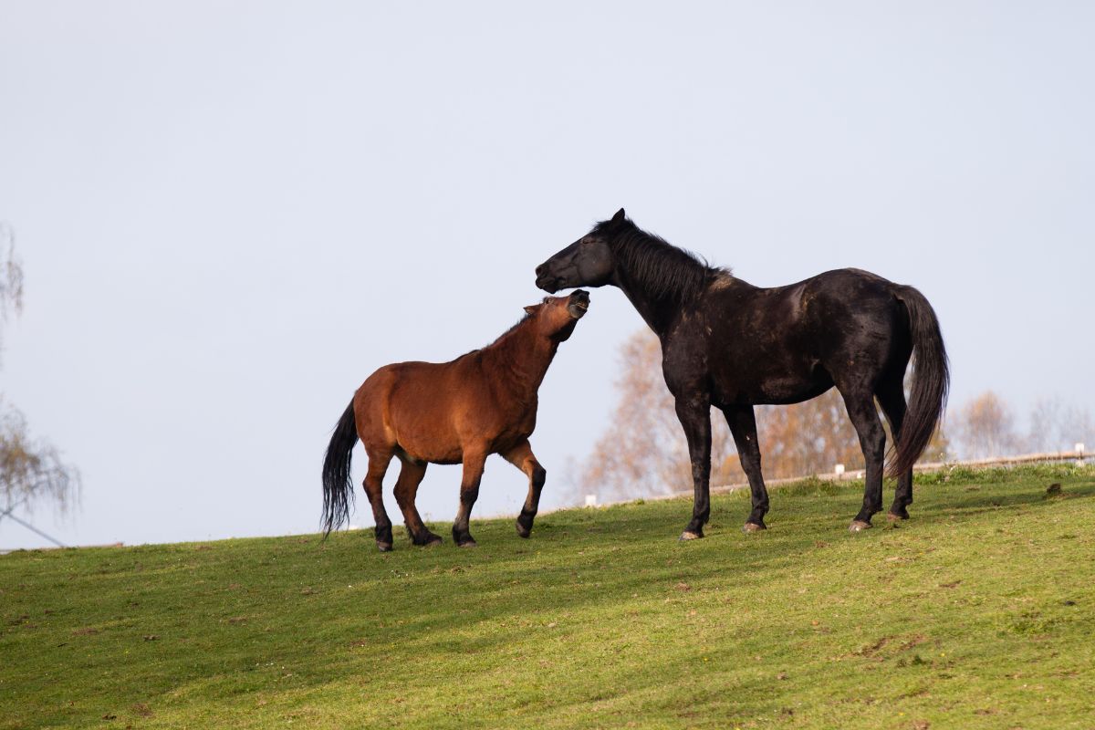 Black and brown horses