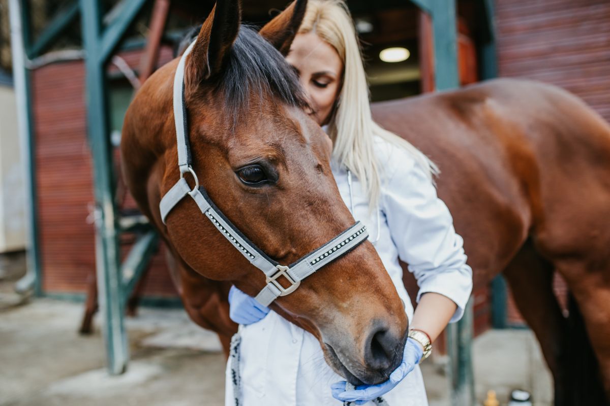 Blonde veterinary checking horse health