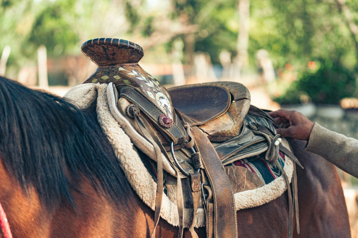 Brown Horse with saddle