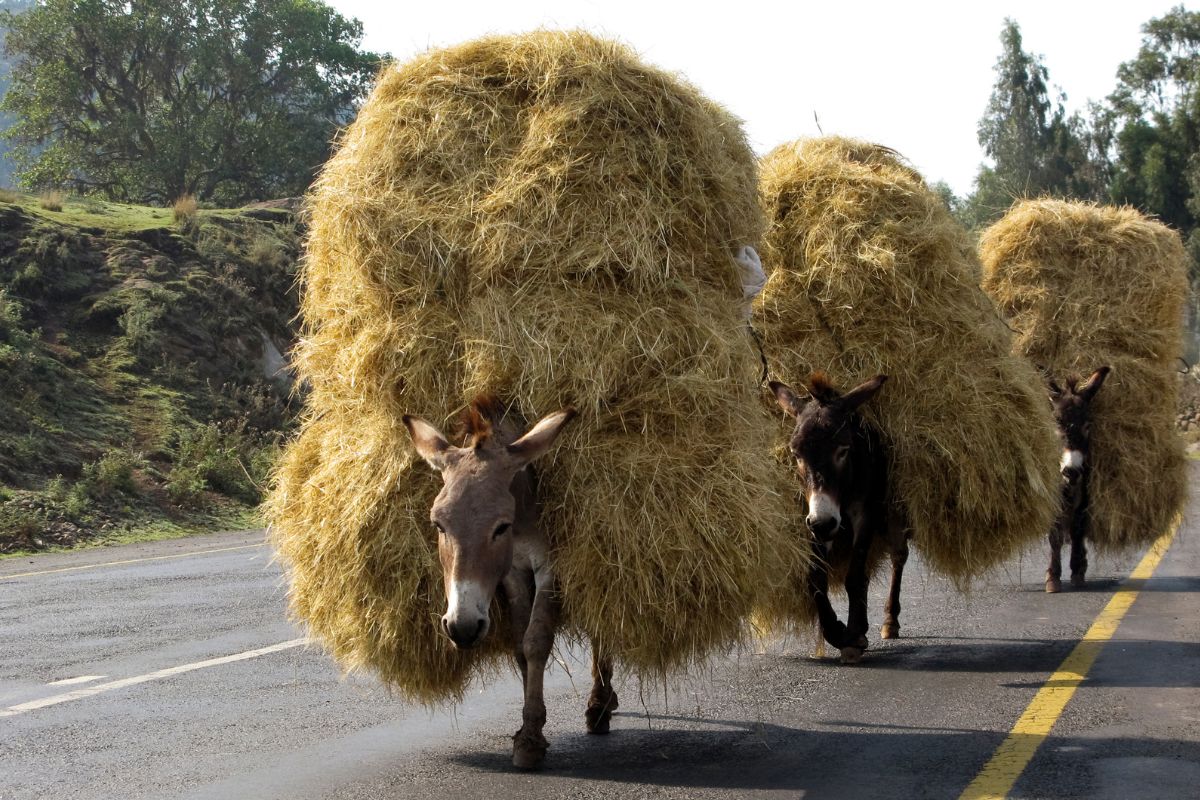 Donkeys transporting hay