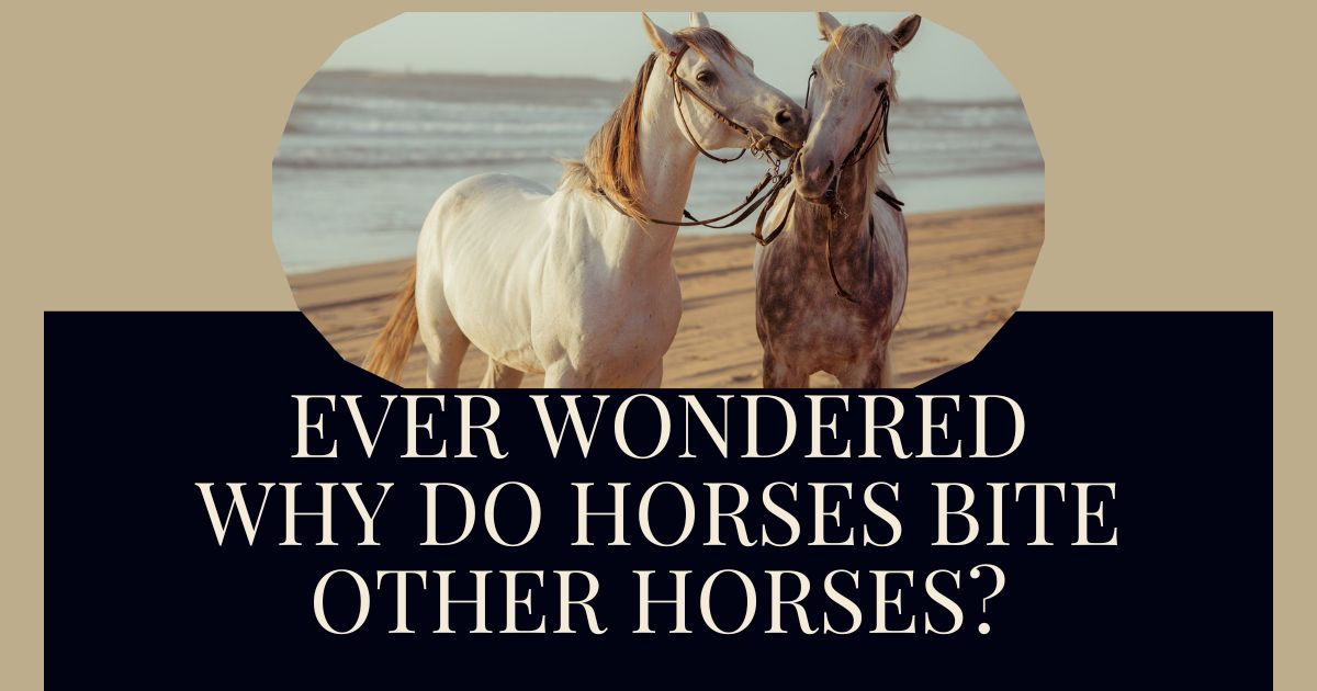 why do horses bite other horses