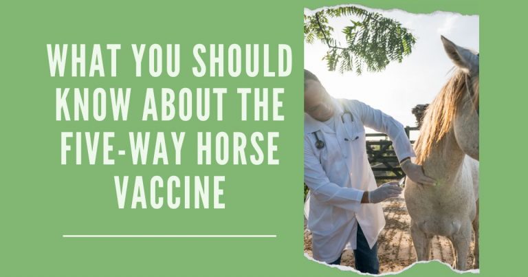 Five-Way Horse Vaccine