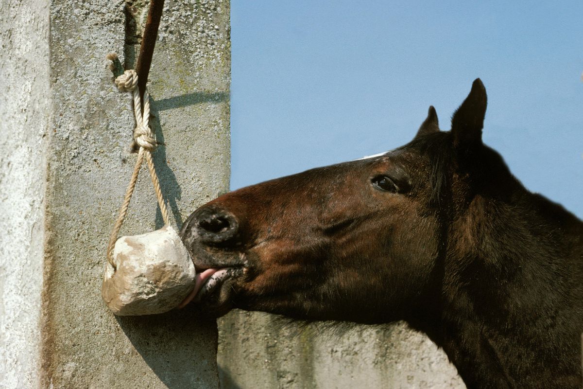 Horse licking salt