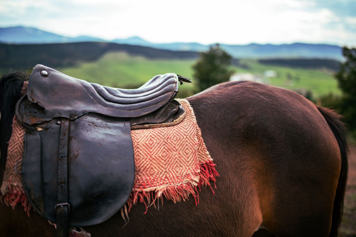 Old saddle on the back of a brown horse