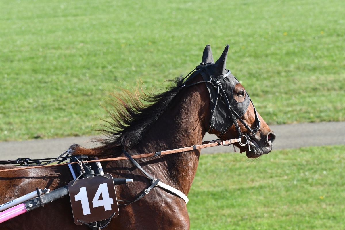Racehorse with 14 number