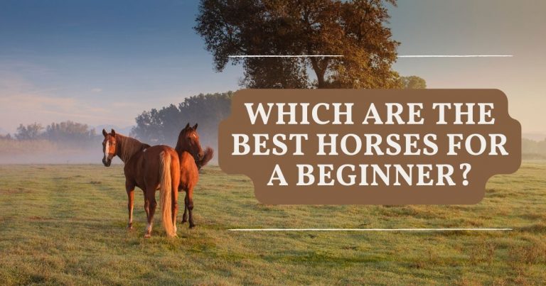 best horse for a beginner
