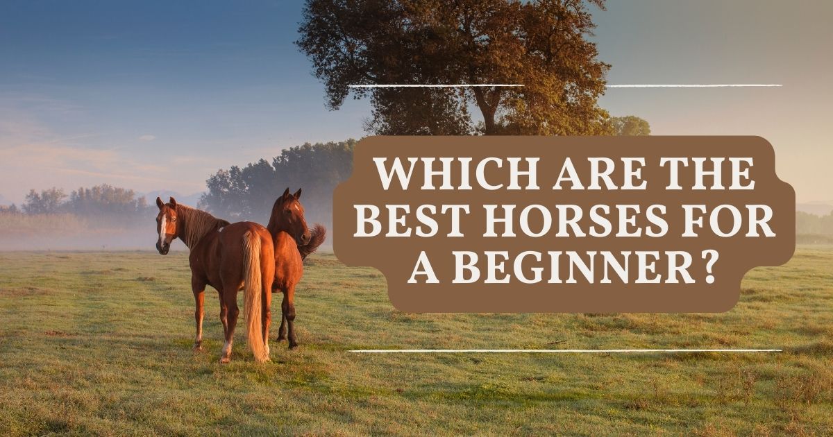 best horse for a beginner