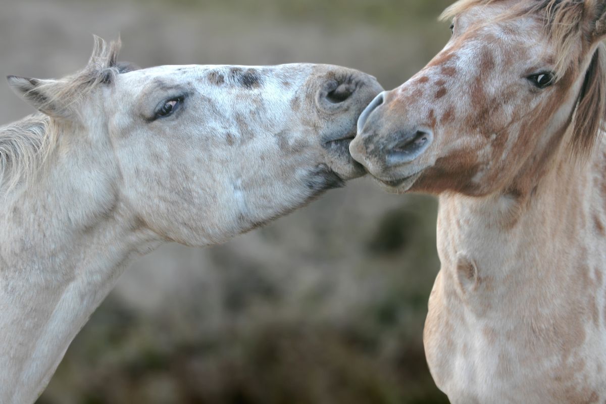 Two horses kissing