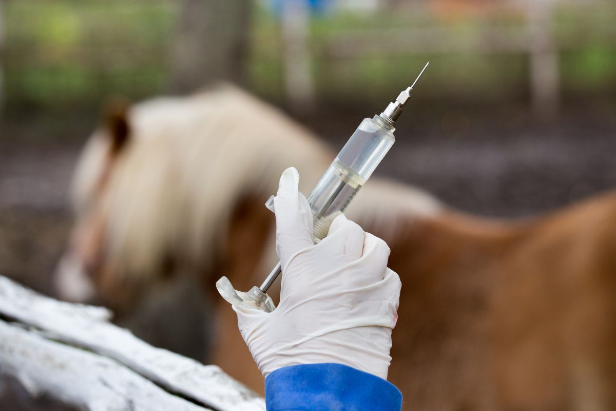 Veterinarian giving vaccine to horse