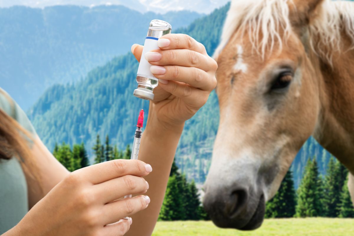 Woman preparing horse vaccine
