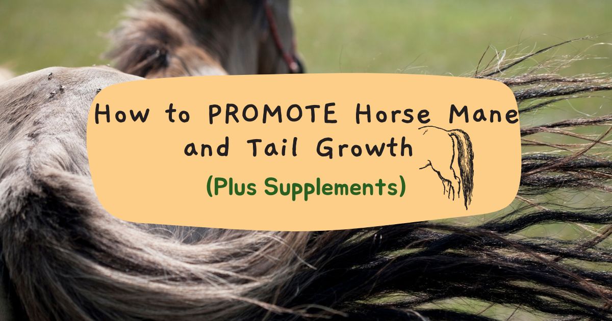horse mane and tail growth