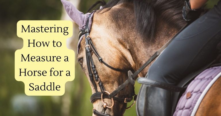 how to measure a horse for a saddle