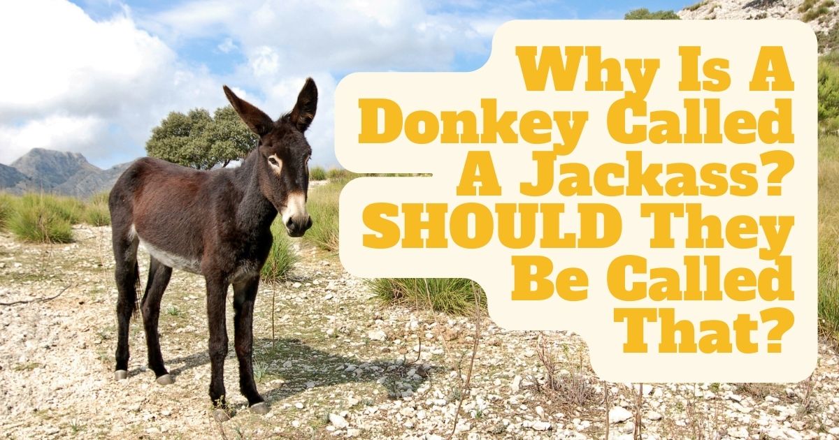 why is a donkey called a jackass