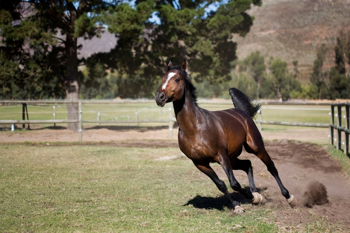 A stallion trotting proudly