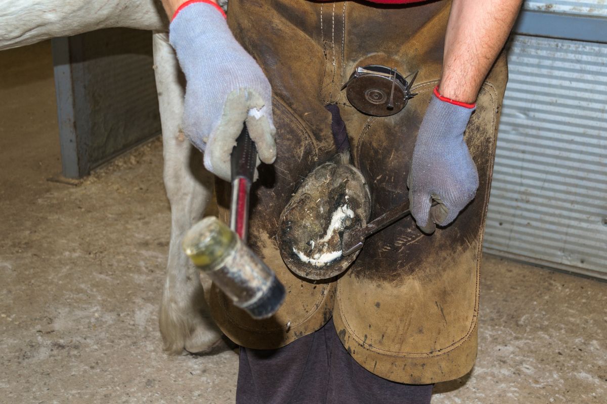 Farrier trimming shoe on horse