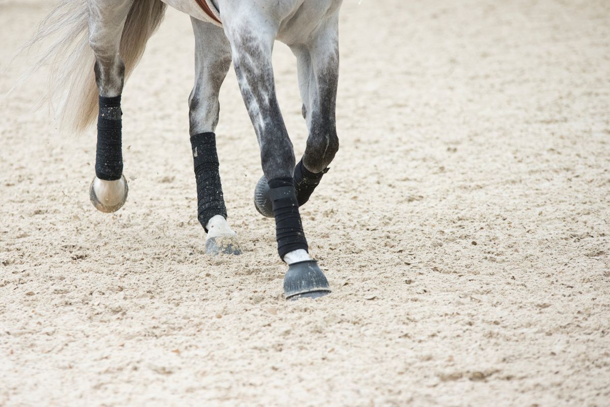 Horse legs wearing protective boots