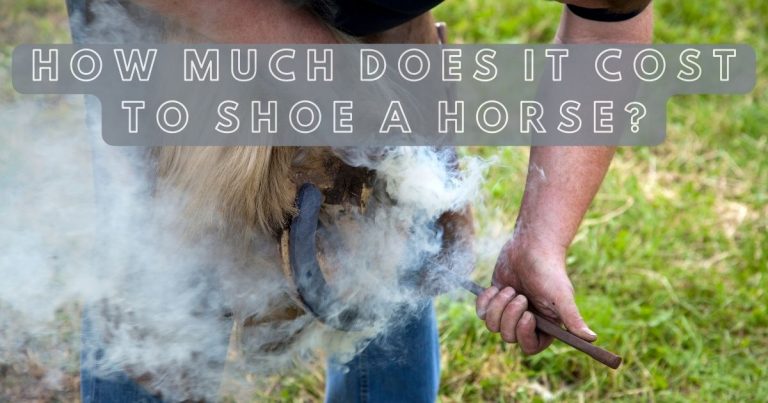 How Much Does It Cost To Shoe A Horse