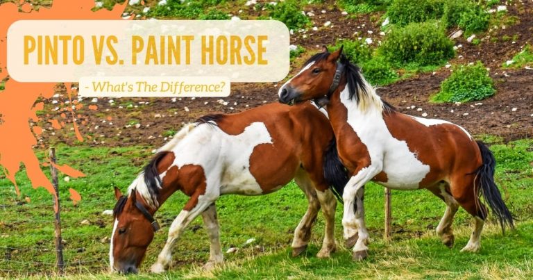 Pinto vs. Paint Horse
