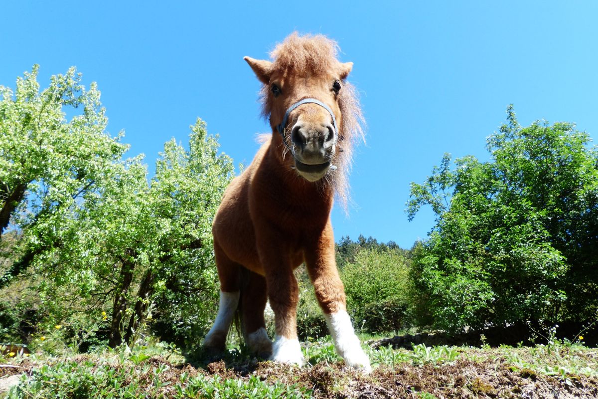 Pony at the farm
