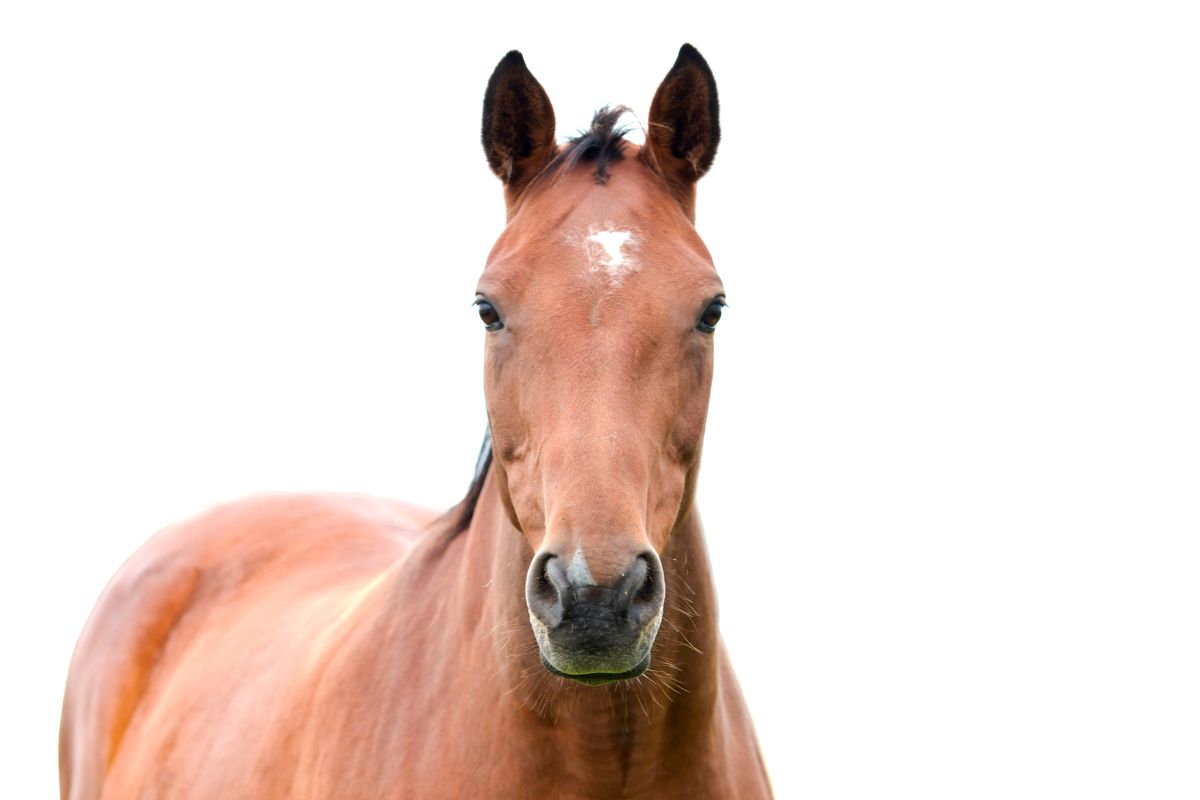 Portrait of a brown horse with white background