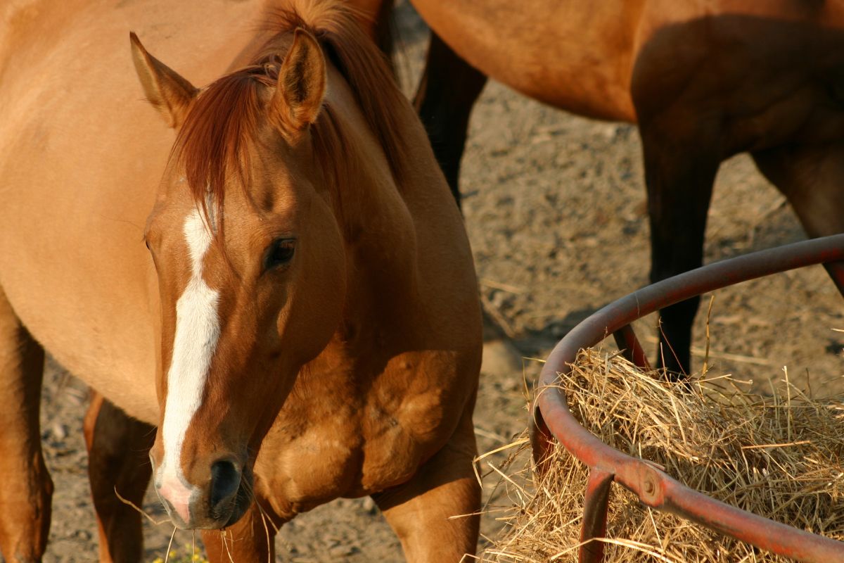 Pretty horse face