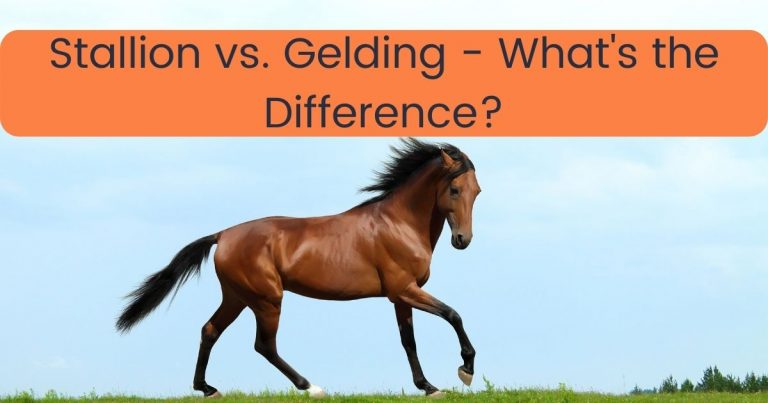 Stallion vs. Gelding