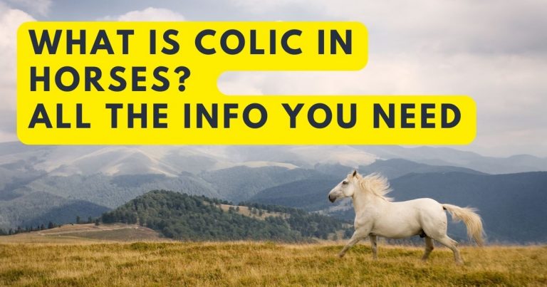 what is colic in horses