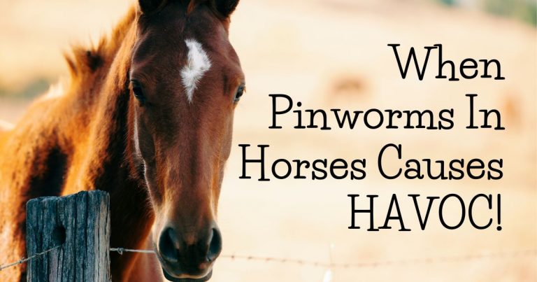 pinworms in horses