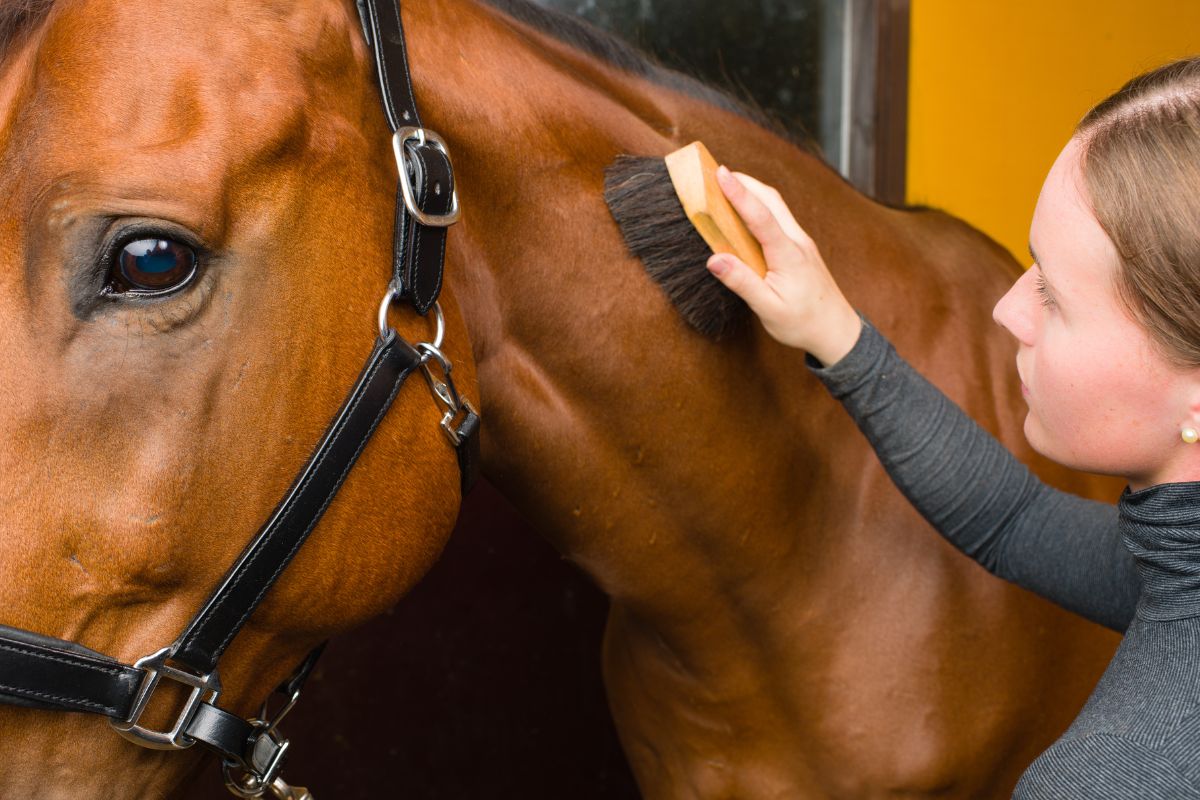 Woman grooming horse in the stall