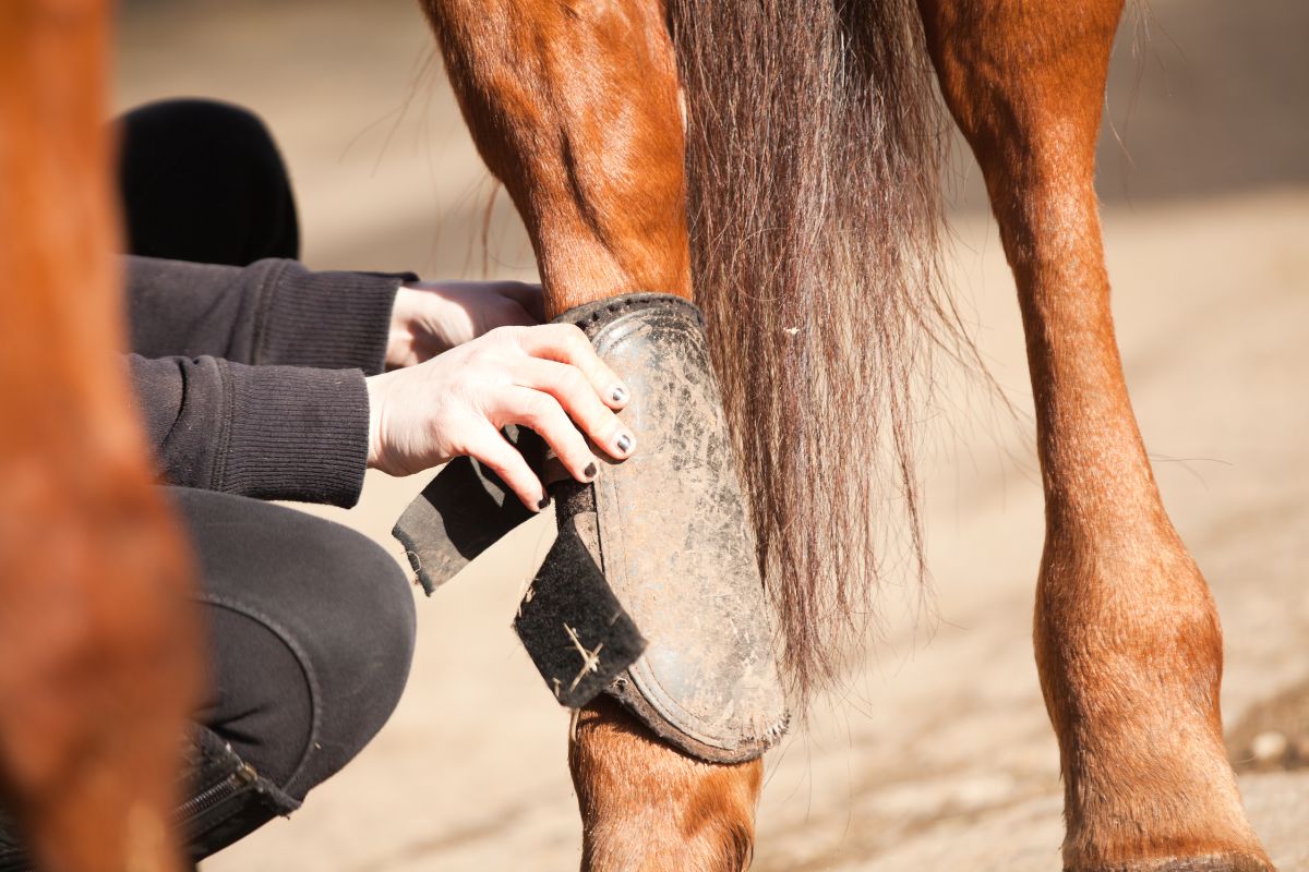 Woman putting brushing boots on horse