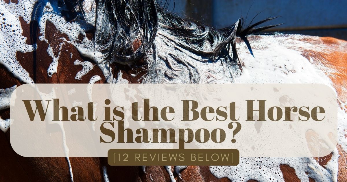 best horse shampoo