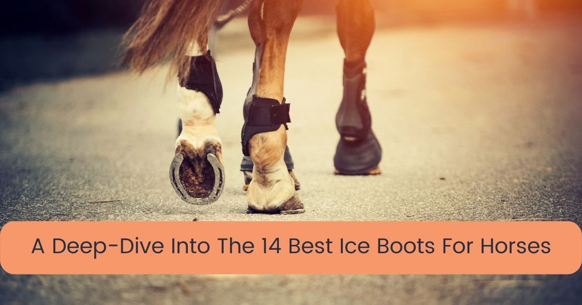 best ice boots for horses