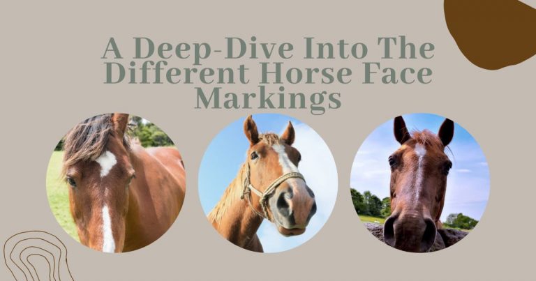 horse face markings