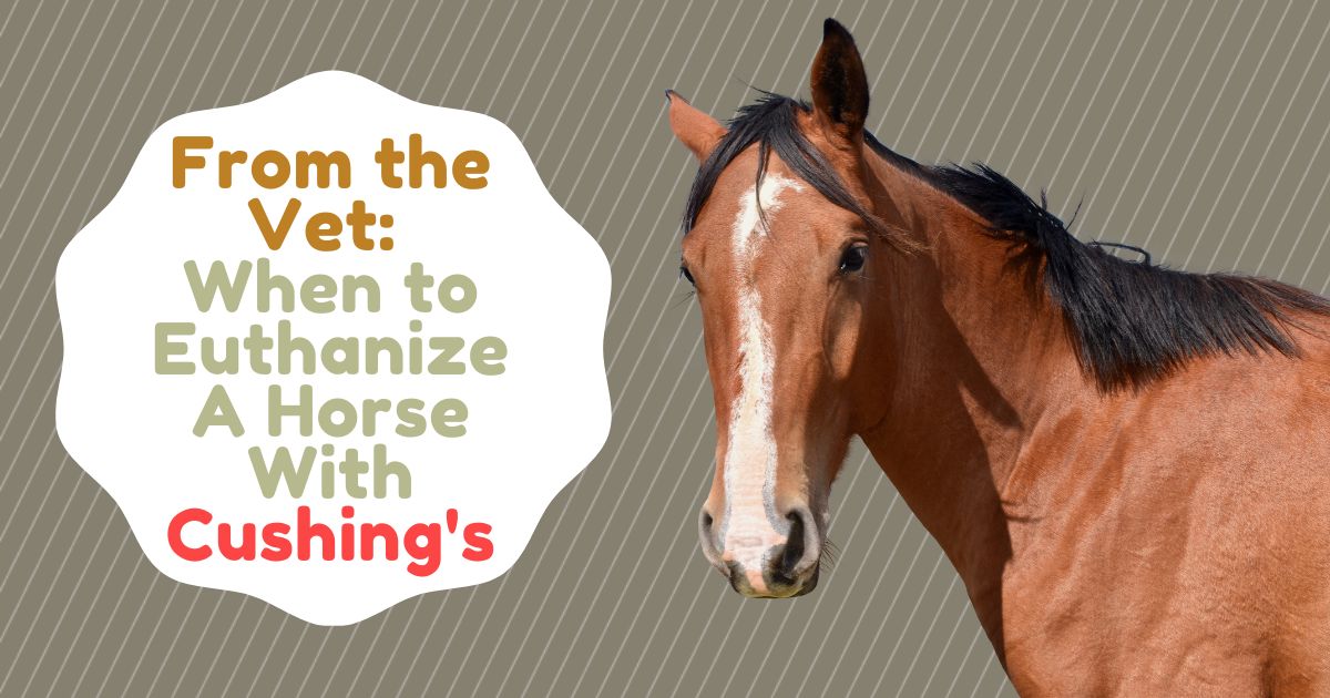 when to euthanize a horse with cushing's