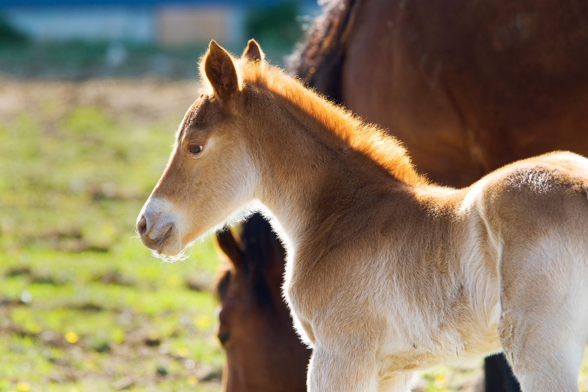 Baby horse near mother