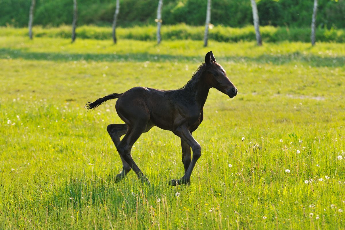 Baby horse runing