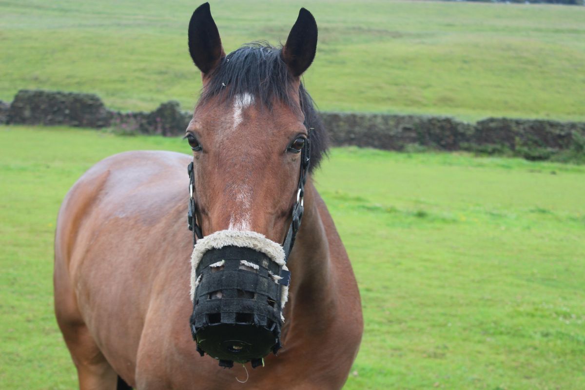 Brown horse with muzzle