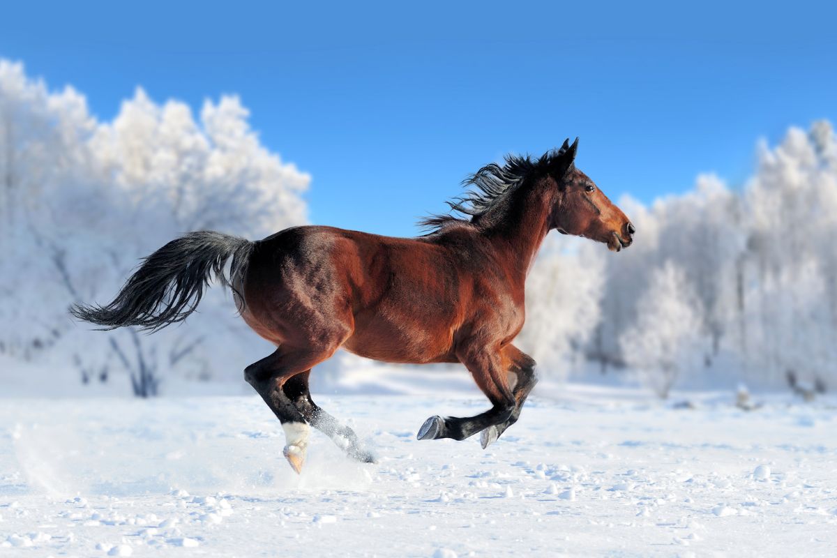 Horse runs in the snow