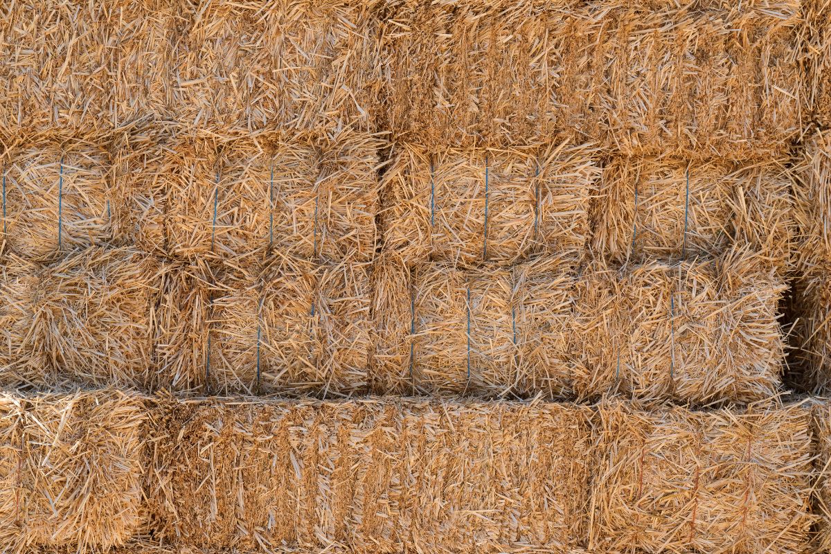 Stacked bales of hay