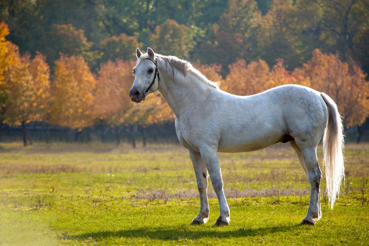 White horse in nature