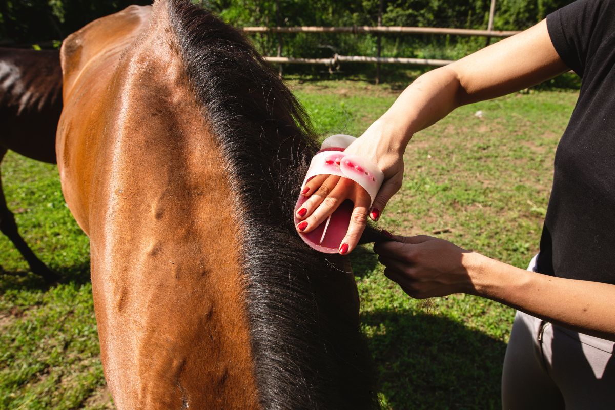 Woman combing a horse mane