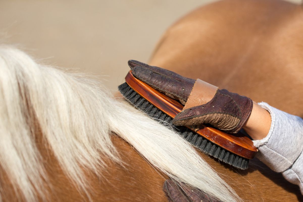 Woman grooming pony horse