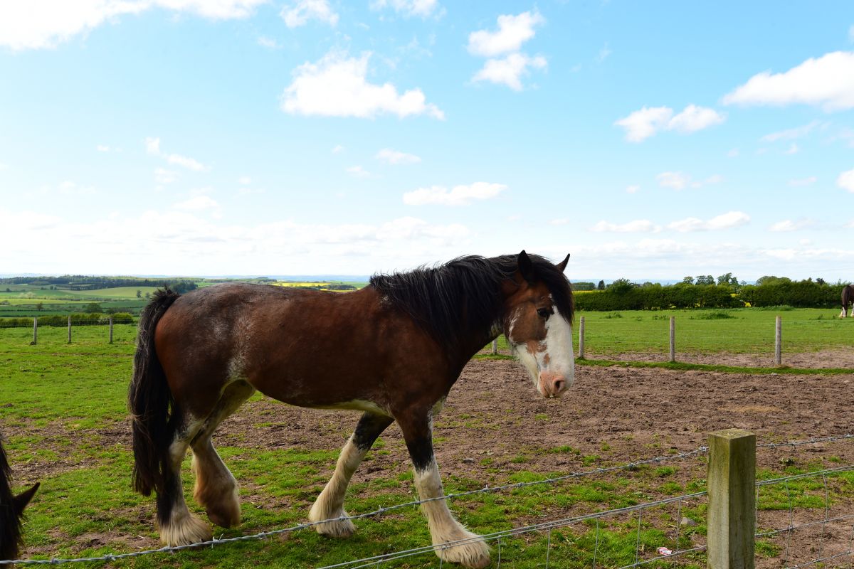 clydesdale horse in the paddock