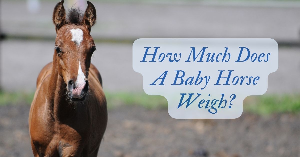 how much does a baby horse weigh