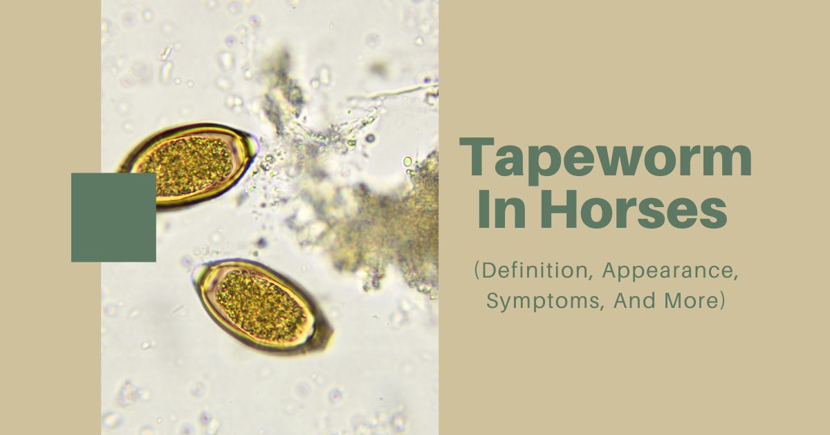 tapeworm in horses